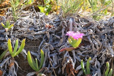 Carpobrotus glaucescens, photographed by Greg Tasney