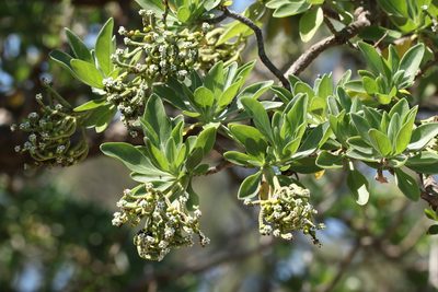Heliotropium arboreum, photographed by Greg Tasney