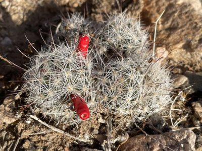 Cochemiea tetrancistra, photographed by Bobby McCabe