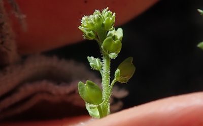 Lepidium strictum, photographed by Millie Basden
