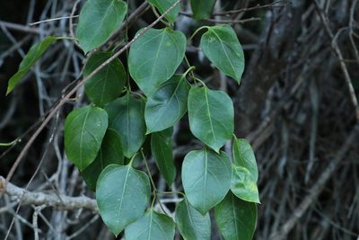Parsonsia longipetiolata, photographed by Greg Tasney