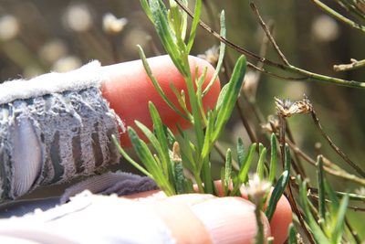 Baccharis sarothroides