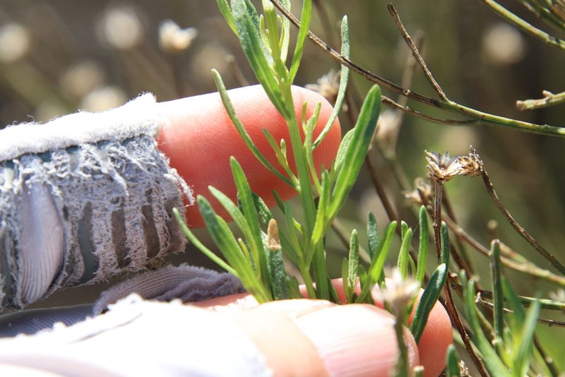 Baccharis sarothroides, photographed by Millie Basden
