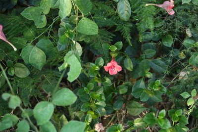 Barleria repens, photographed by Greg Tasney