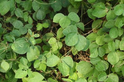 Neonotonia wightii, photographed by Greg Tasney