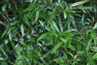 Podocarpus elatus, photographed by Greg Tasney