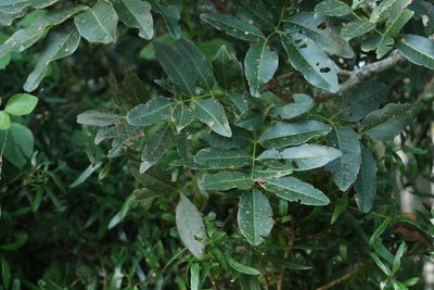 Flindersia australis, photographed by Greg Tasney