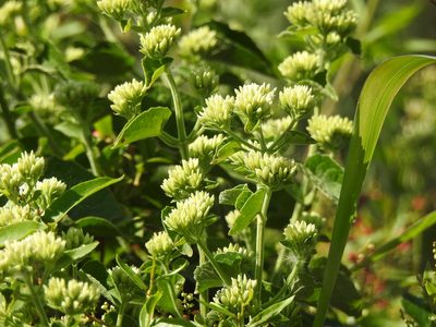 Mikania cordifolia, photographed by Eduardo Luis Beltrocco