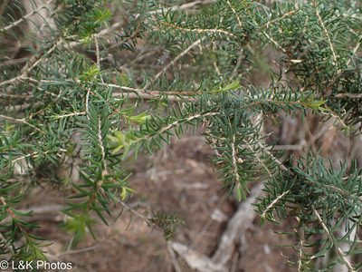 Melaleuca ericifolia, photographed by lallen