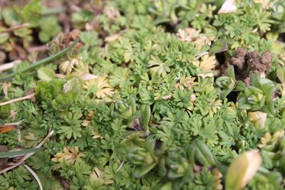 Alchemilla australis, photographed by Violet T.