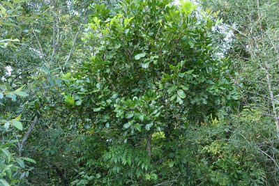 Cupaniopsis anacardioides, photographed by Greg Tasney