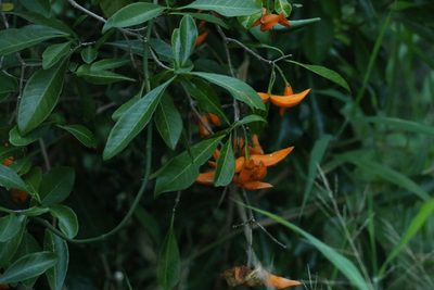 Tabernaemontana pandacaqui, photographed by Greg Tasney