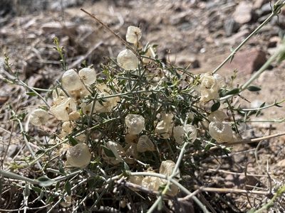 Scutellaria mexicana, photographed by Bobby McCabe