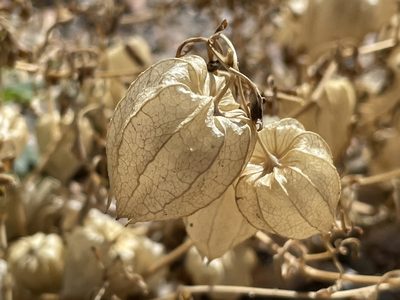 Physalis crassifolia, photographed by Bobby McCabe