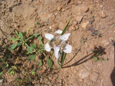 Tigridia arequipensis, photographed by cstobie