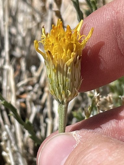 Adenophyllum cooperi, photographed by Bobby McCabe