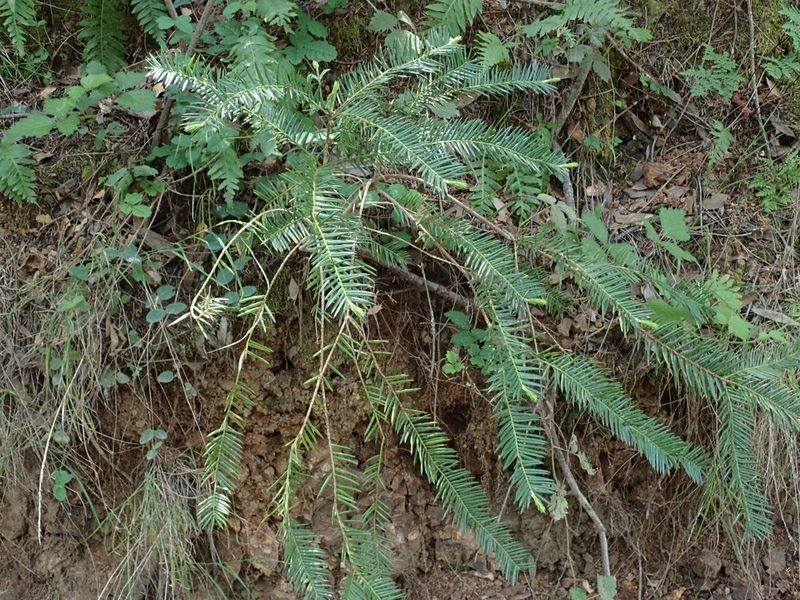 Torreya californica, photographed by joergmlpts