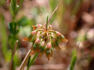 Trifolium gracilentum, photographed by Cricket Raspet