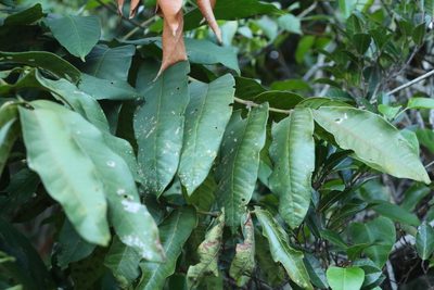 Flindersia schottiana, photographed by Greg Tasney