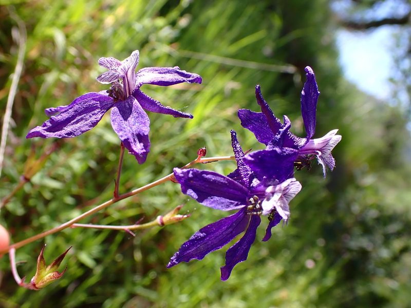 Delphinium patens, photographed by Cricket Raspet