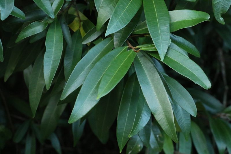 Samadera bidwillii, photographed by Greg Tasney
