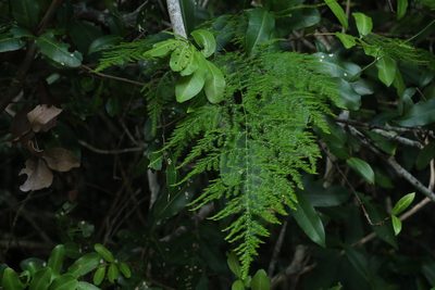 Asparagus setaceus, photographed by Greg Tasney