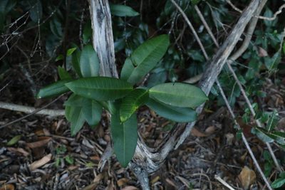 Melodinus australis, photographed by Greg Tasney