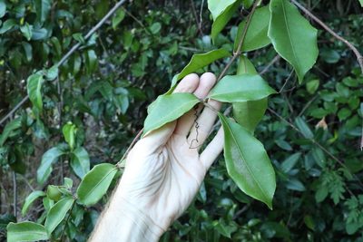 Tetrastigma nitens, photographed by Greg Tasney