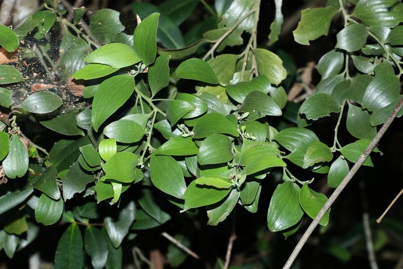 Exocarpos latifolius, photographed by Greg Tasney
