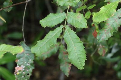 Alectryon tomentosus, photographed by Greg Tasney