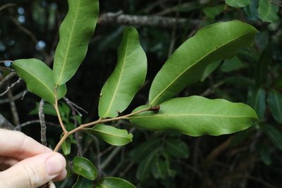 Uvaria leichhardtii, photographed by Greg Tasney