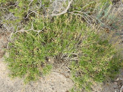 Gutierrezia solbrigii, photographed by Guillermo Debandi