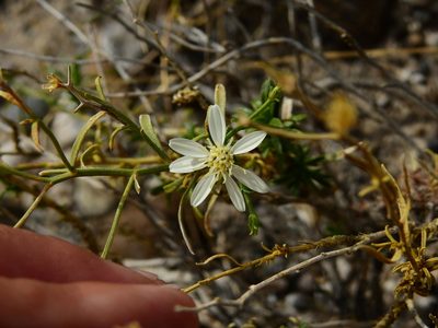 Gutierrezia solbrigii, photographed by Guillermo Debandi
