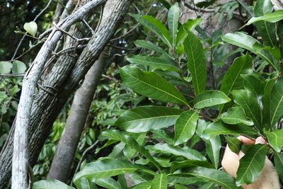 Planchonella pohlmaniana, photographed by Greg Tasney