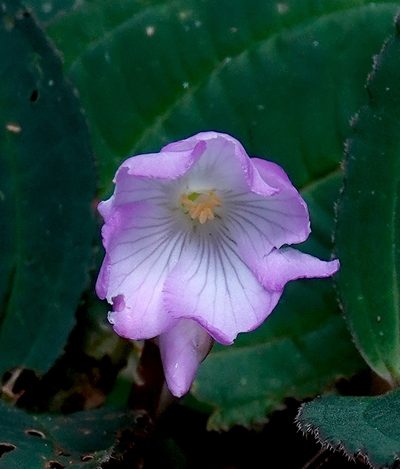 Monolena primuliflora, photographed by desertnaturalist