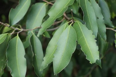 Celtis paniculata, photographed by Greg Tasney