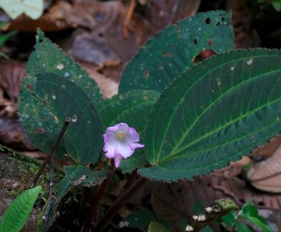 Monolena primuliflora, photographed by desertnaturalist