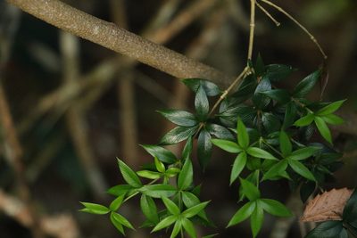 Alyxia ruscifolia, photographed by Greg Tasney