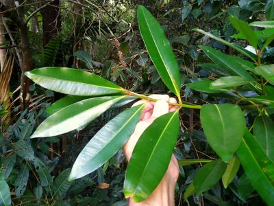 Calophyllum australianum, photographed by Steve Fitzgerald
