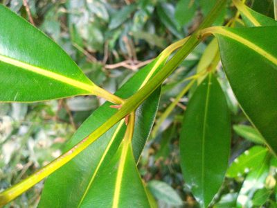 Calophyllum australianum, photographed by Steve Fitzgerald