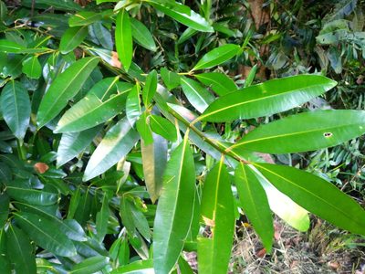 Calophyllum australianum, photographed by Steve Fitzgerald