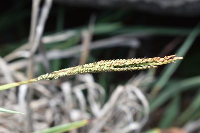 Paspalum forsterianum, photographed by Patricio Novoa