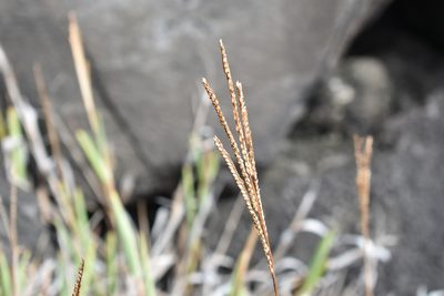 Paspalum forsterianum