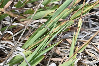 Paspalum forsterianum, photographed by Patricio Novoa