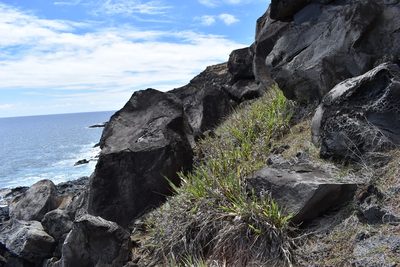 Paspalum forsterianum, photographed by Patricio Novoa