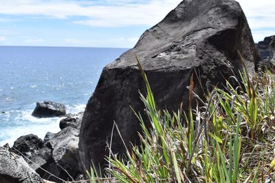 Paspalum forsterianum, photographed by Patricio Novoa