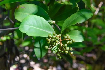 Ardisia escallonioides, photographed by Jay Pruett