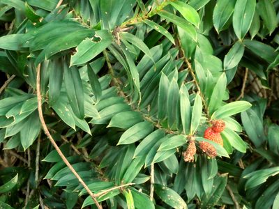 Freycinetia scandens, photographed by Steve Fitzgerald