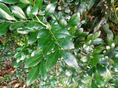 Murraya paniculata, photographed by Steve Fitzgerald