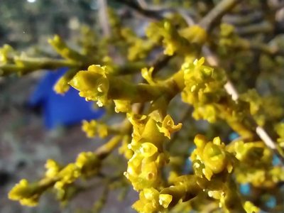 Arceuthobium globosum, photographed by Obed Palagot Echavarria